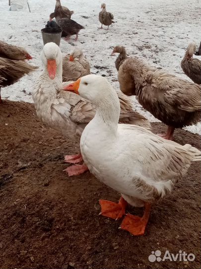 Инкубационное яйцо гусиное