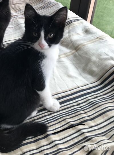 Котята в добрые руки бесплатно