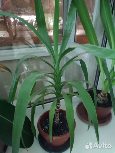 Пальма юкка