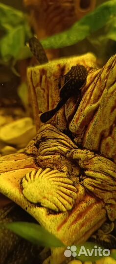 Анциструсы