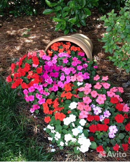 Рассада петунии