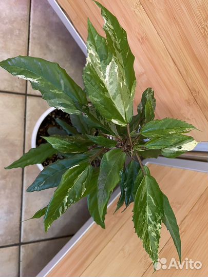 Разные цветочки