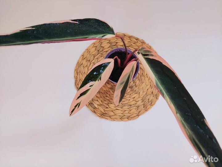 Строманта триостар