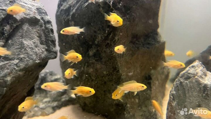 Рыбки цихлиды