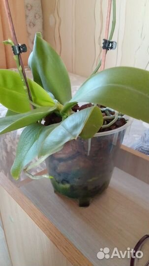 Орхидея ароматная Лиодоро