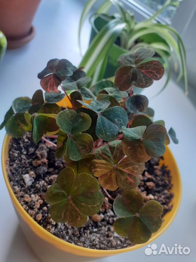 Оксалис мартианский (кислица)