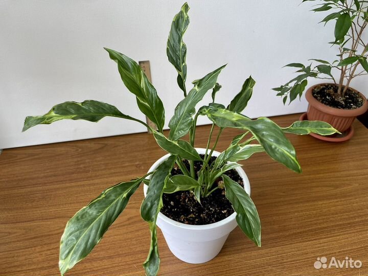 Спатифилумы сортовые