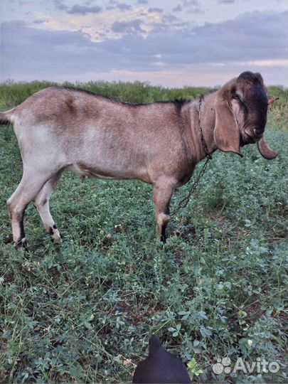 Англо нубийские козел