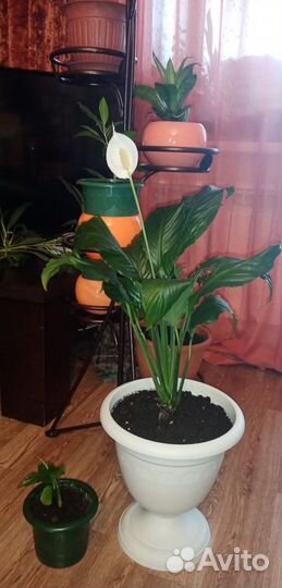 Цветы домашние в горшках
