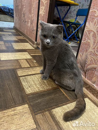 Отдам кота в добрые руки