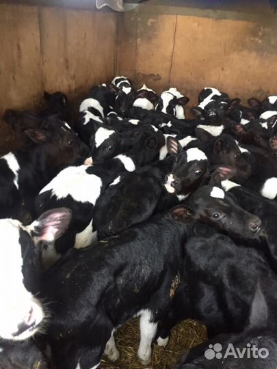 Бычки телята
