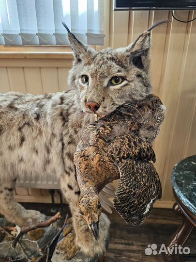 Чучело рысь в полный рост имитация
