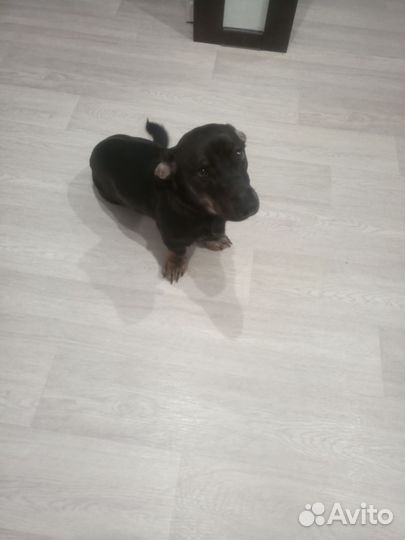 Собака в добрые руки отдам бесплатно