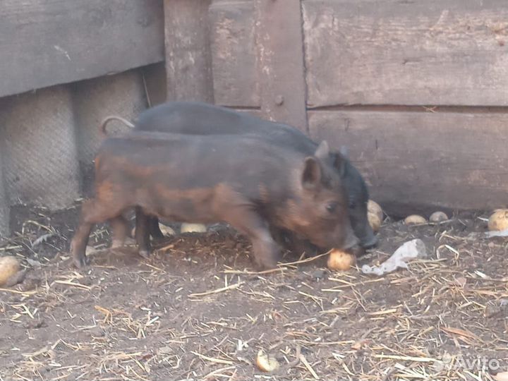 Поросята