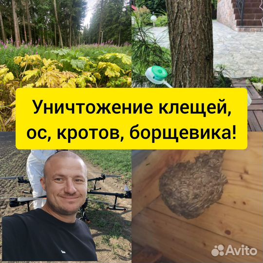 Уничтожение клещей, ос, борщевика на участках