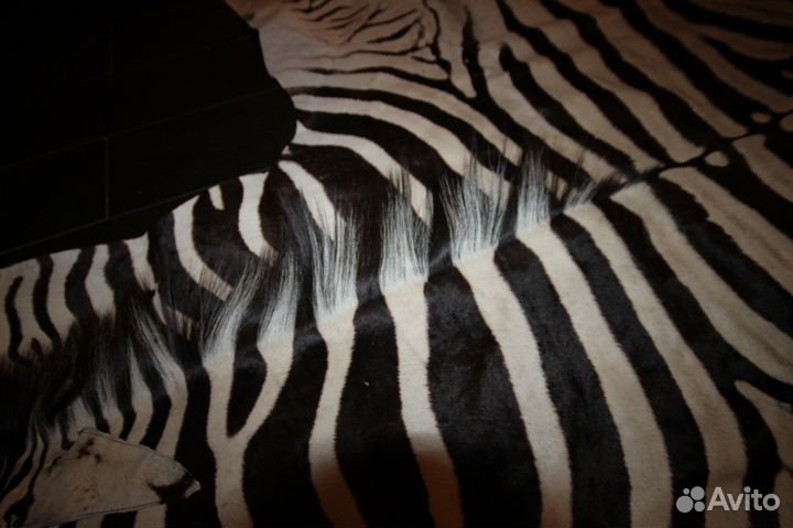 Шкура крупной зебры