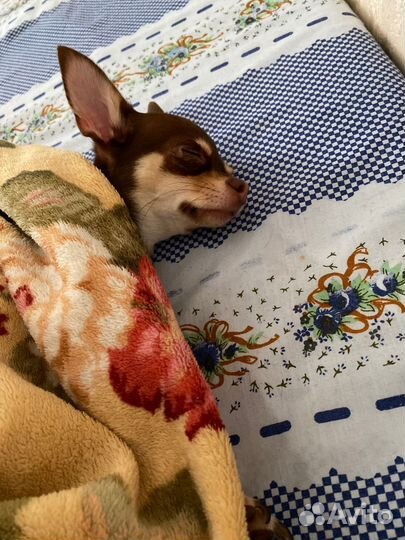 Чишка в добрые руки