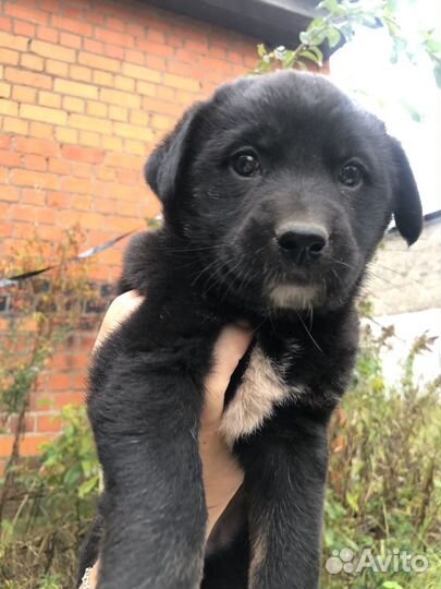 Щенок Чарли