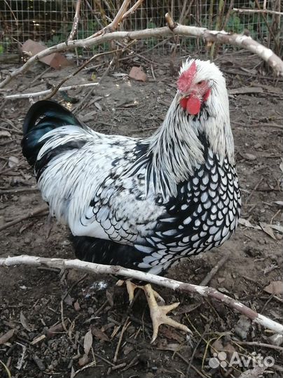 Петух Виандот