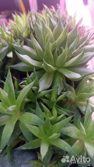 Суккуленты