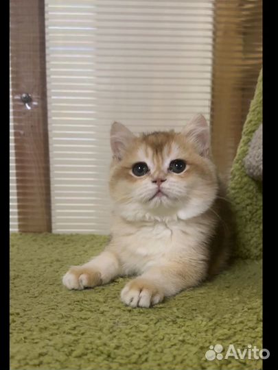 Британский котик