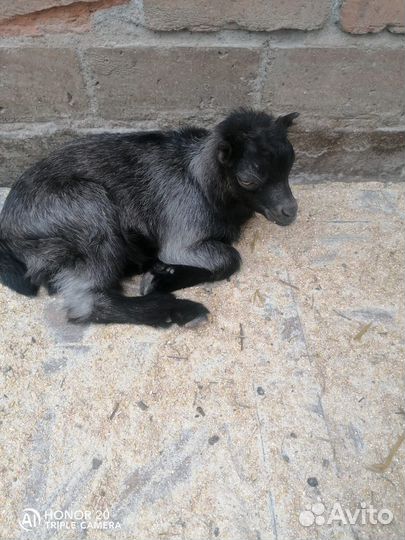 Домашние животные