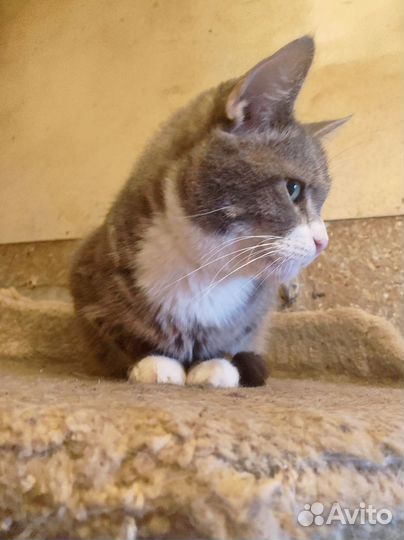 Чудесный котик Брэд ждет свою маму