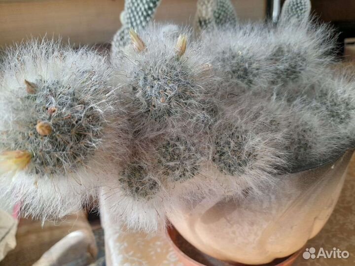 Коллекция кактусов