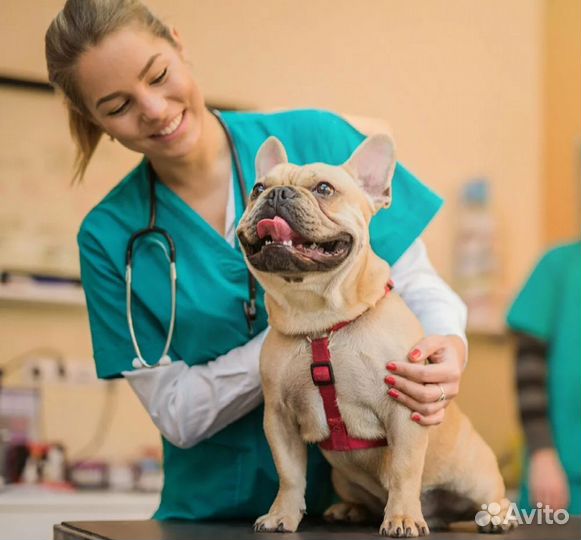 Ассистент ветеринарного врача