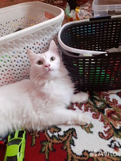 Домашняя кошечка