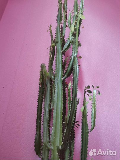Кактус молочай