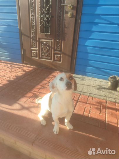 Собака в добрые руки