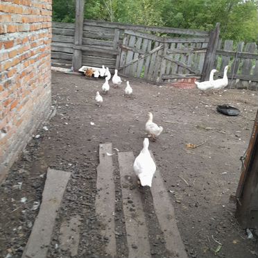 Французская линия утята