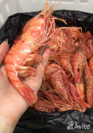 Гребенчатая Креветка Ботан