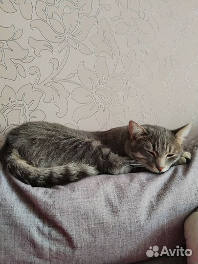Котик в добрые руки