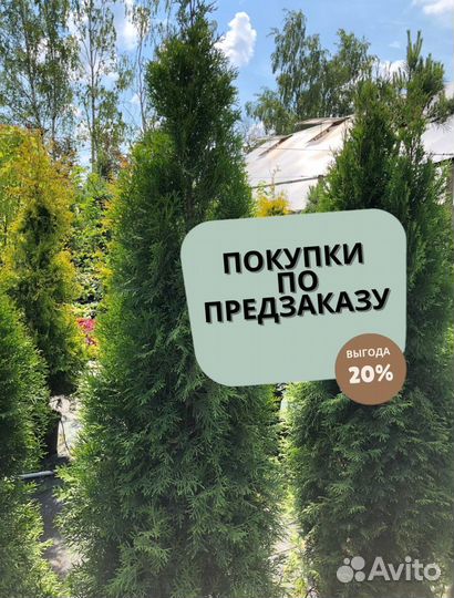 Туя западная