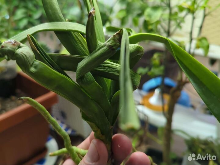 Архидеи Ванда