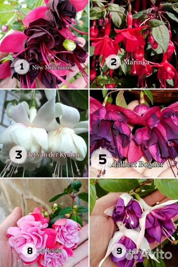 Черенки фуксии