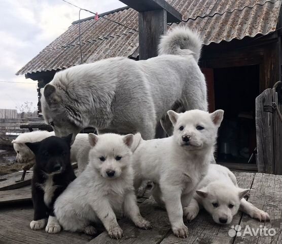 Щенки западно сибирской лайки фото