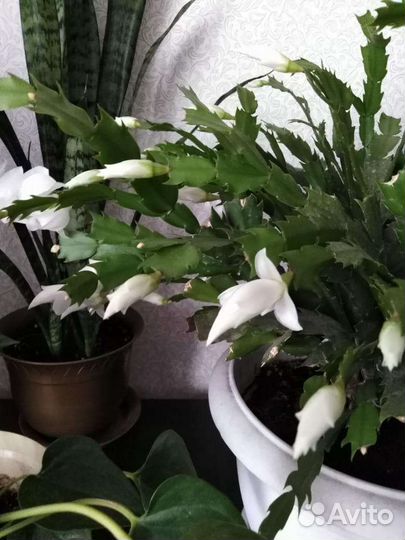 Декабристы сортовые