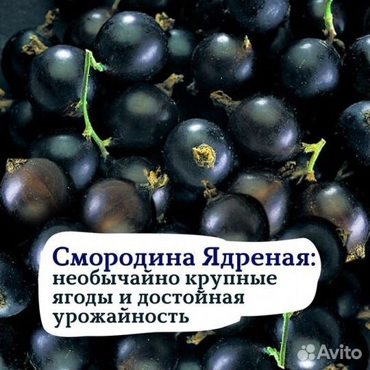 Смородина черная Крупная