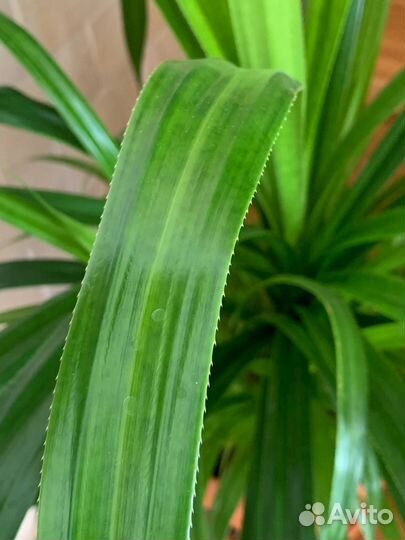 Пальма панданус