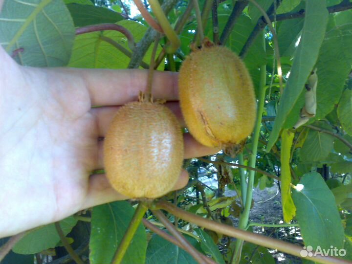 Продам саженцы Киви сорта Хейворд и Монти