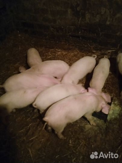 Поросята