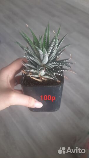 Растения, суккуленты