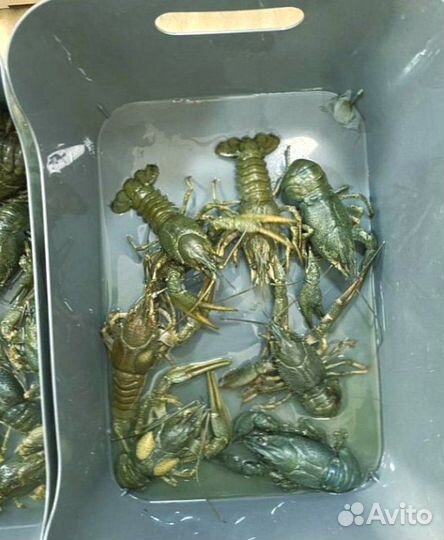 Волжские раки. Доставка