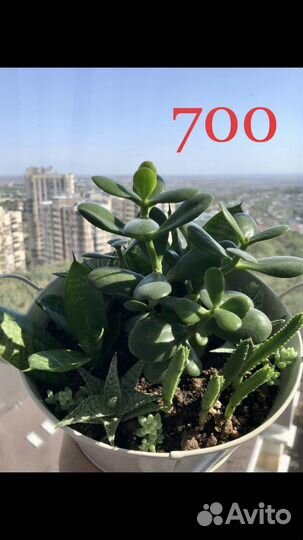 Суккуленты