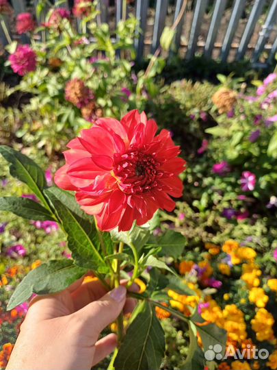 Многолетний георгин