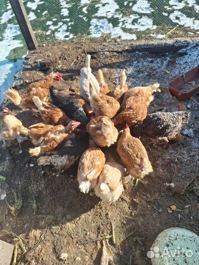 Куры несушки