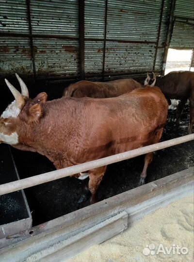 Продажа крс быки